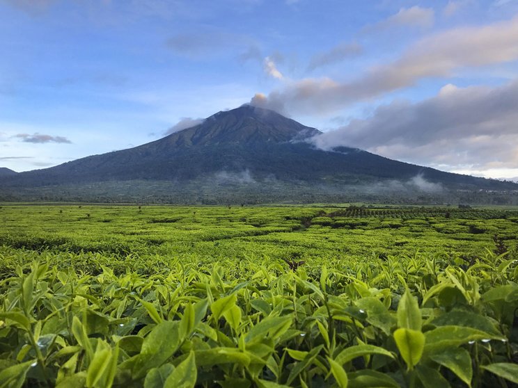 Hamparan Teh Di Indonesia